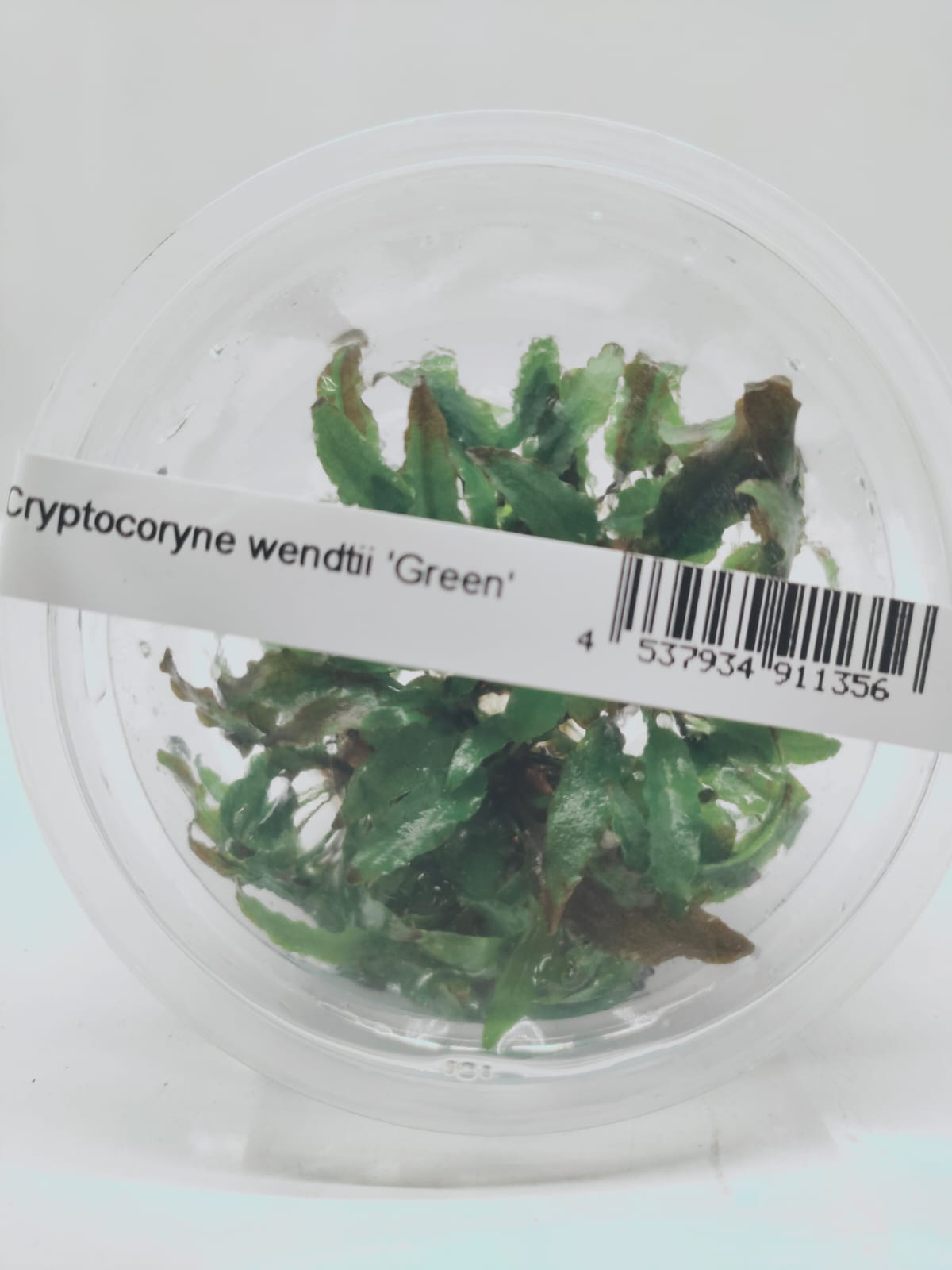 Cryptocoryne wendtii ‘Green’