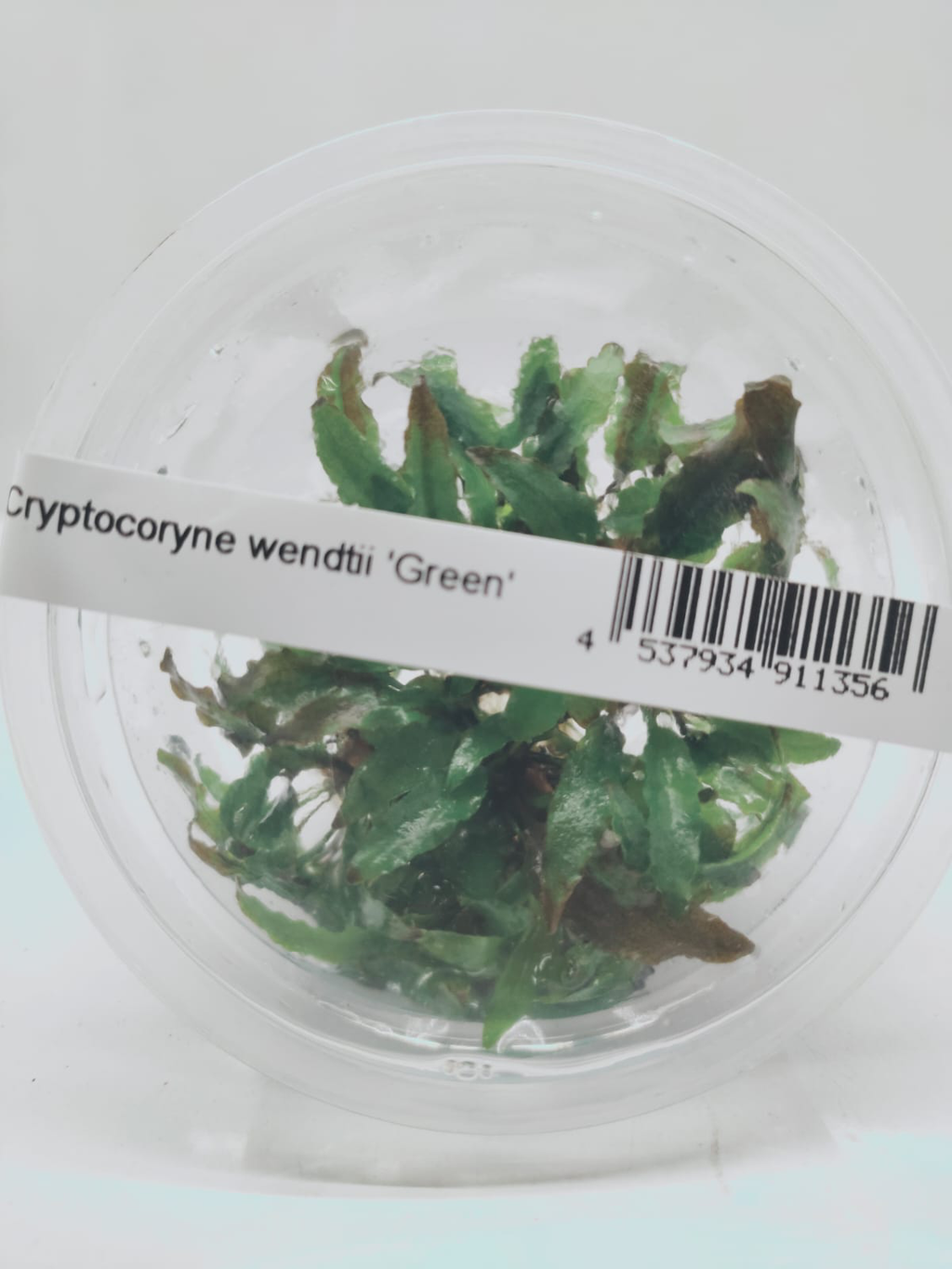 Cryptocoryne wendtii ‘Green’