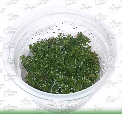 IC010-Rotala-Macrandra-TC (1)