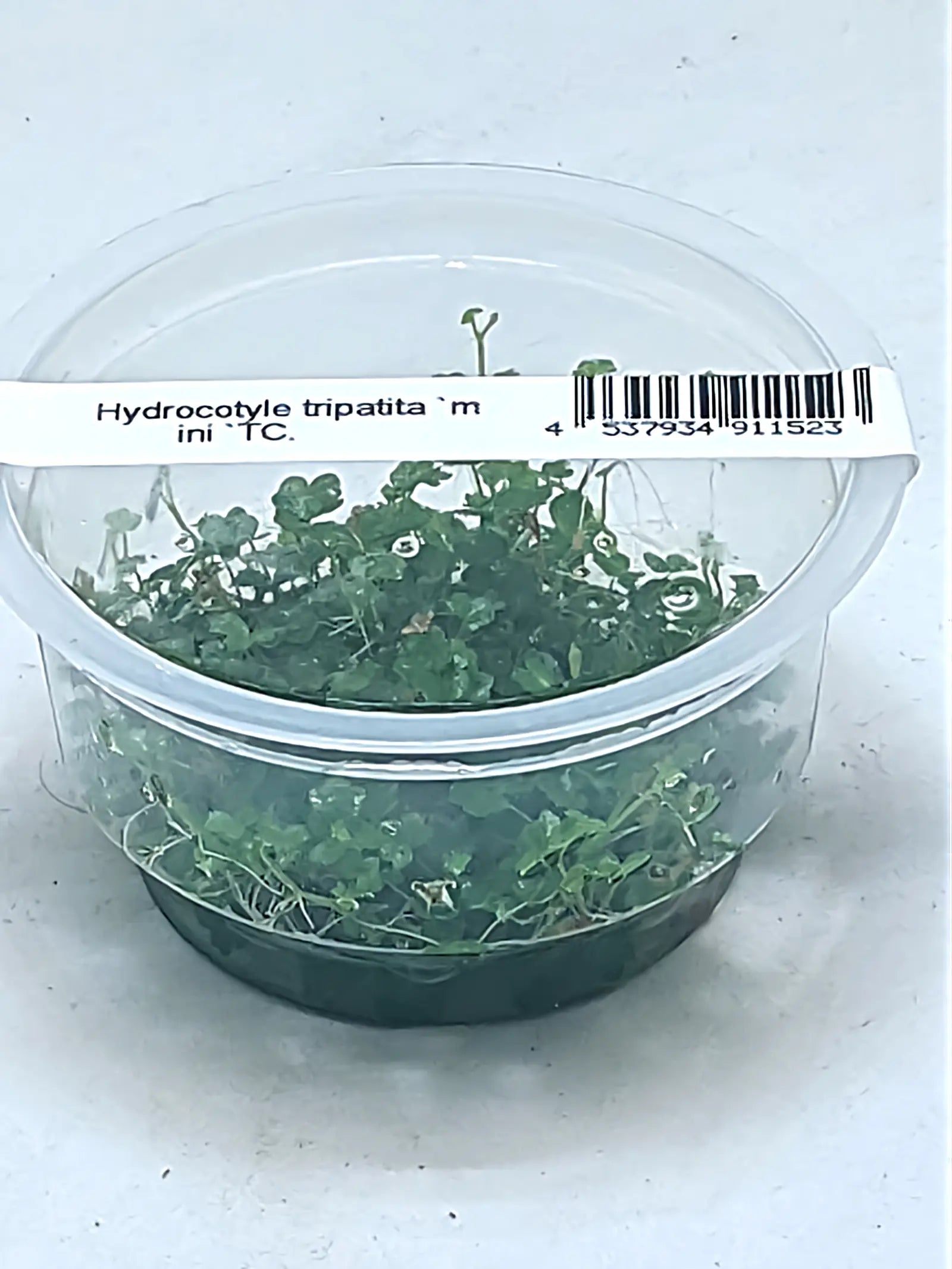 Hydrocotyle Tripartita Mini