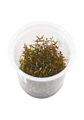IC438-Rotala-Macrandra-sp-Mini-TC-1