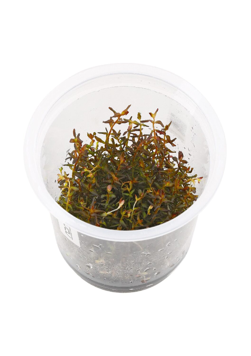 IC438-Rotala-Macrandra-sp-Mini-TC-1