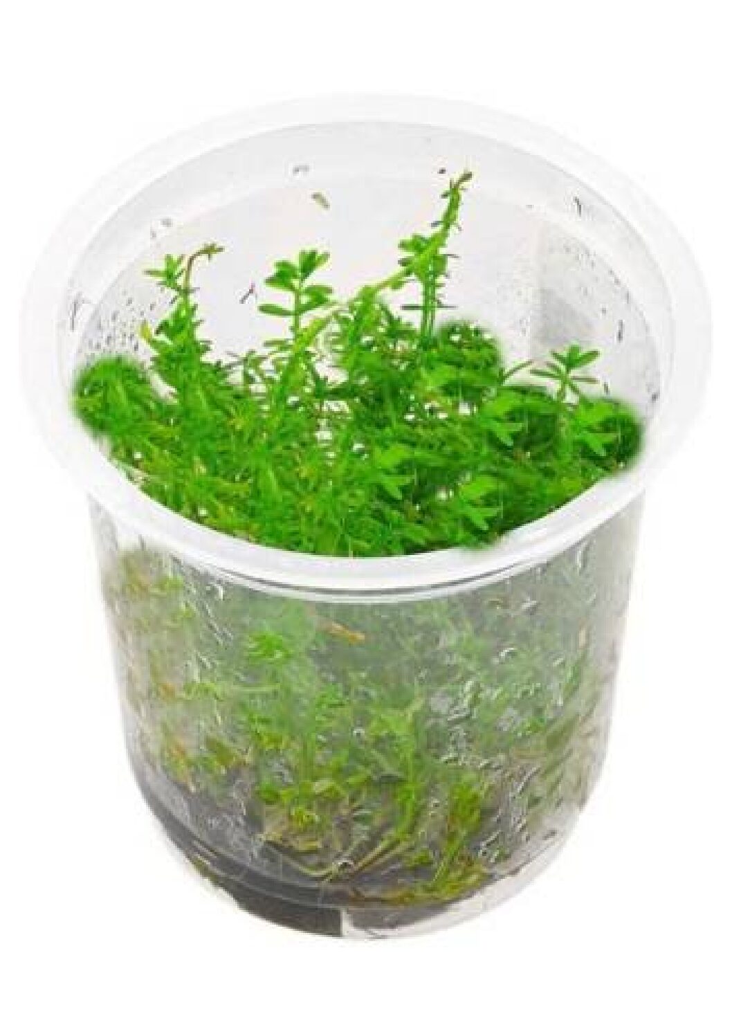 Rotala-sp-Bangladesh-TC-IC392-img1-1