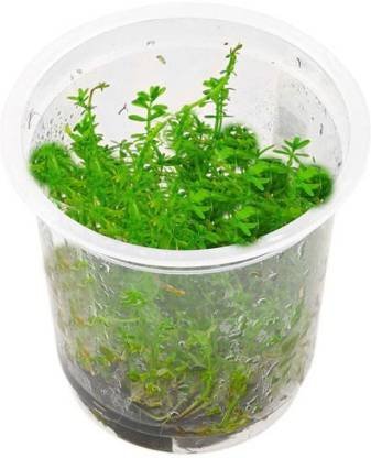 Rotala-sp-Bangladesh-TC-IC392-img1