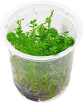 Rotala-sp-Bangladesh-TC-IC392-img1