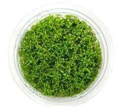 Microcarpaea Minima Merrill T