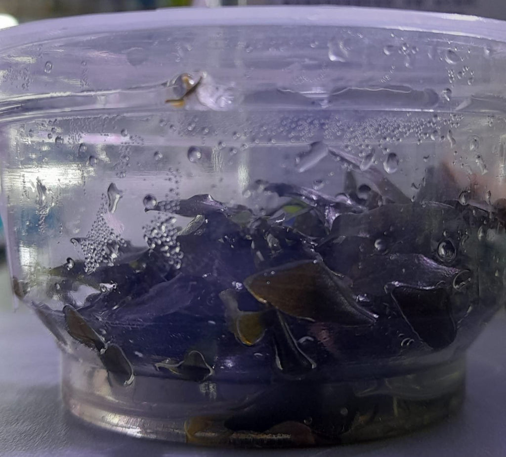 Cryptocoryne-Wendtii-Brown