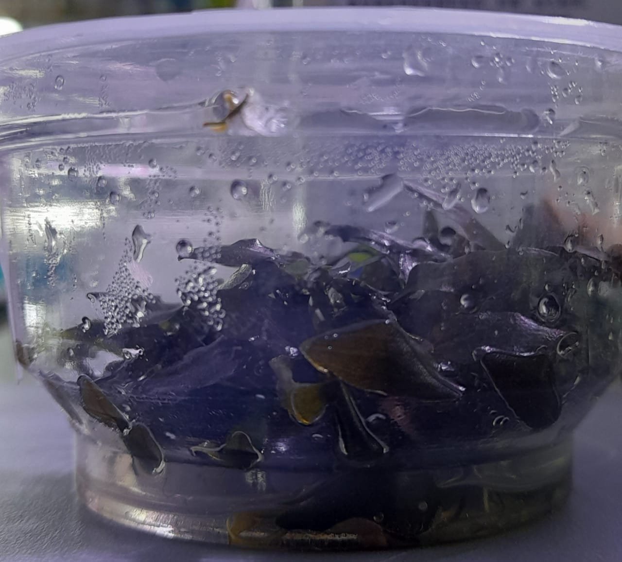 Cryptocoryne-Wendtii-Brown