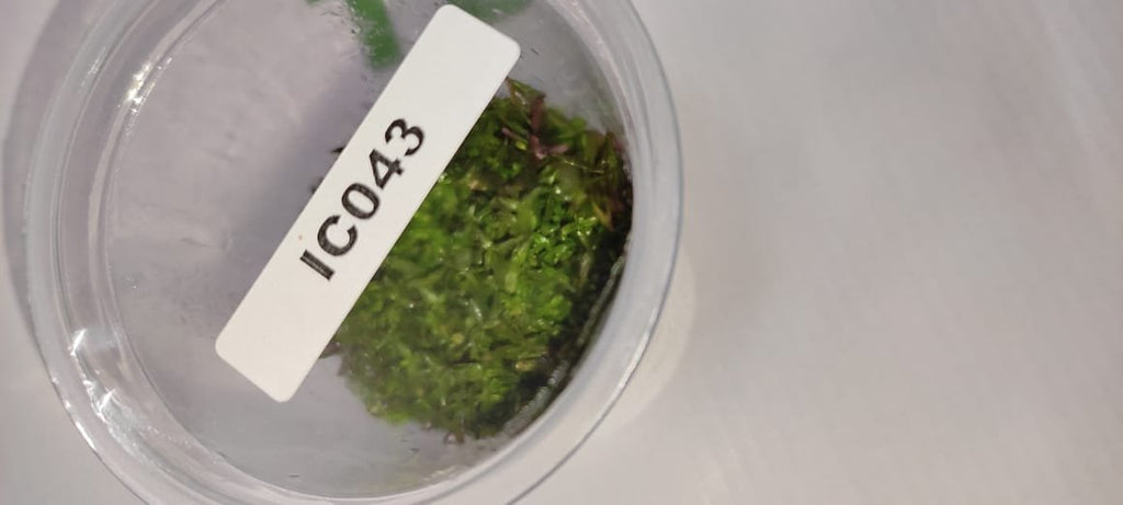 Rotala Rotundifolia ‘HRA’