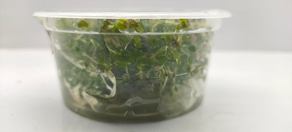 Rotala-rotundifolia-HRA-GA-BR5