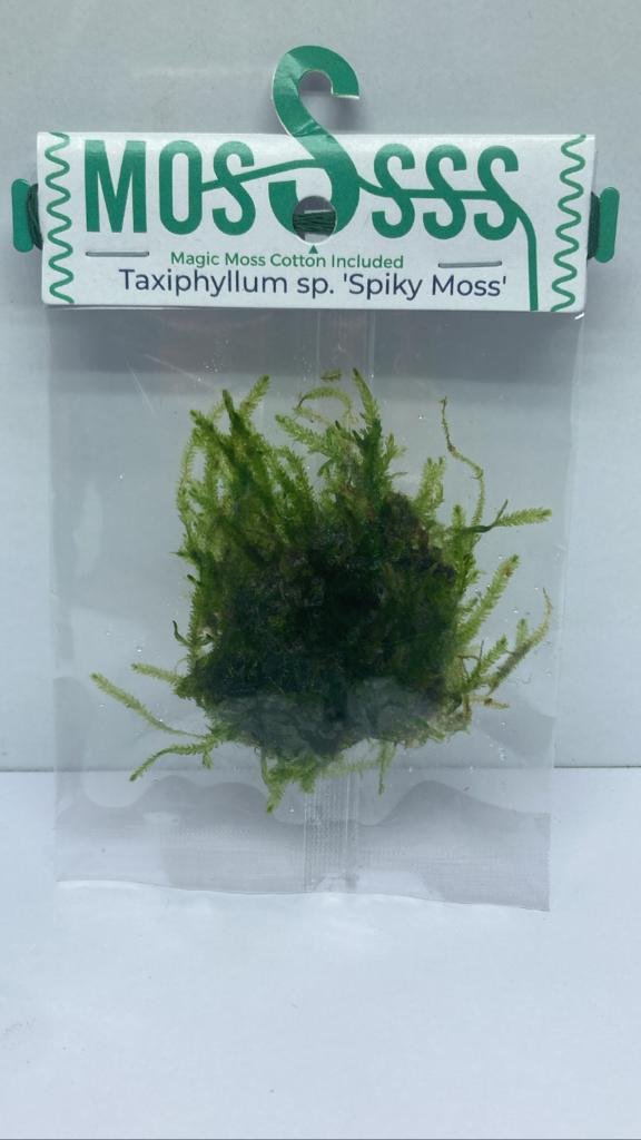 SpikyMoss