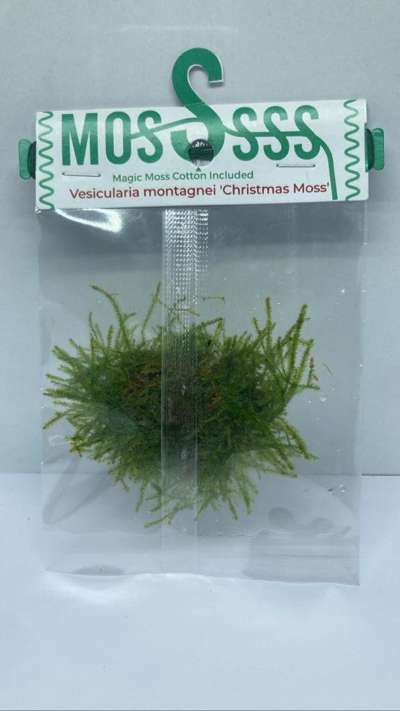 Vesicularia-montagnei-Christmas-Moss1