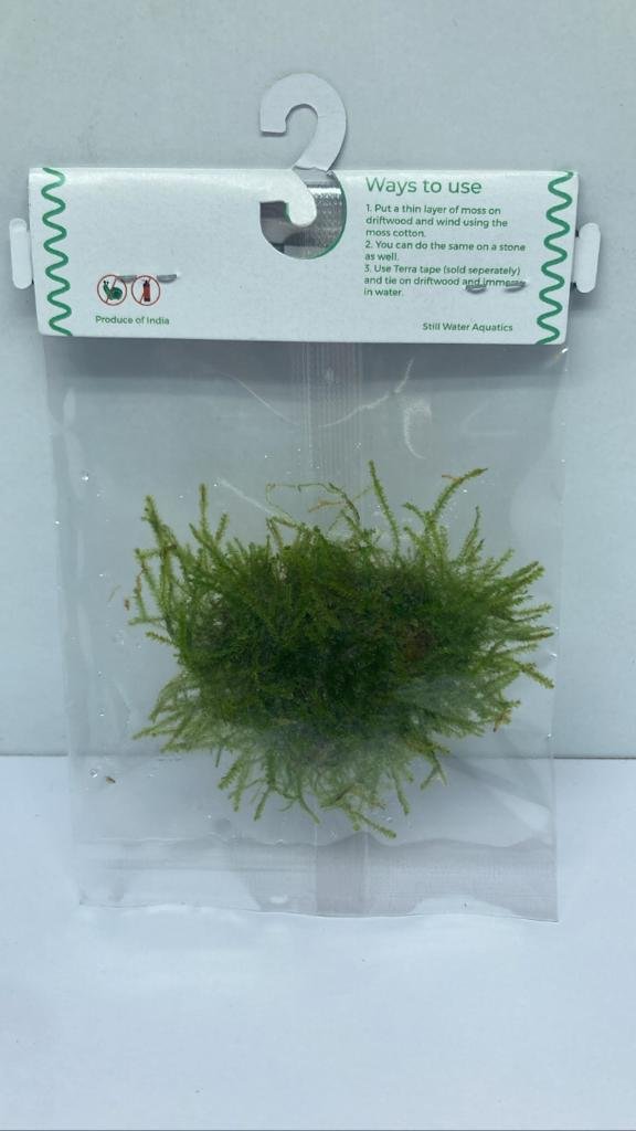 Vesicularia-montagnei-Christmas-Moss1