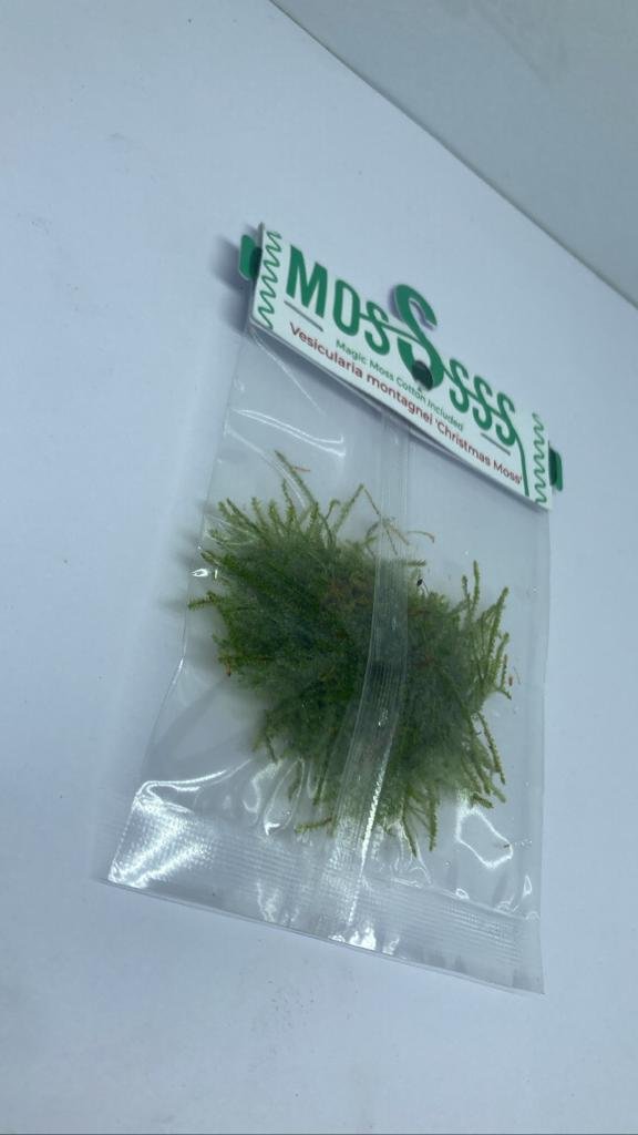 Vesicularia-montagnei-Christmas-Moss1