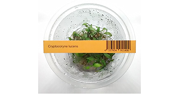 Cryptocoryne lucens