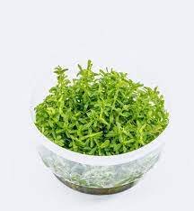 Rotala-Rotundifolia-green-TC