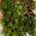 Juniper Haircap Moss