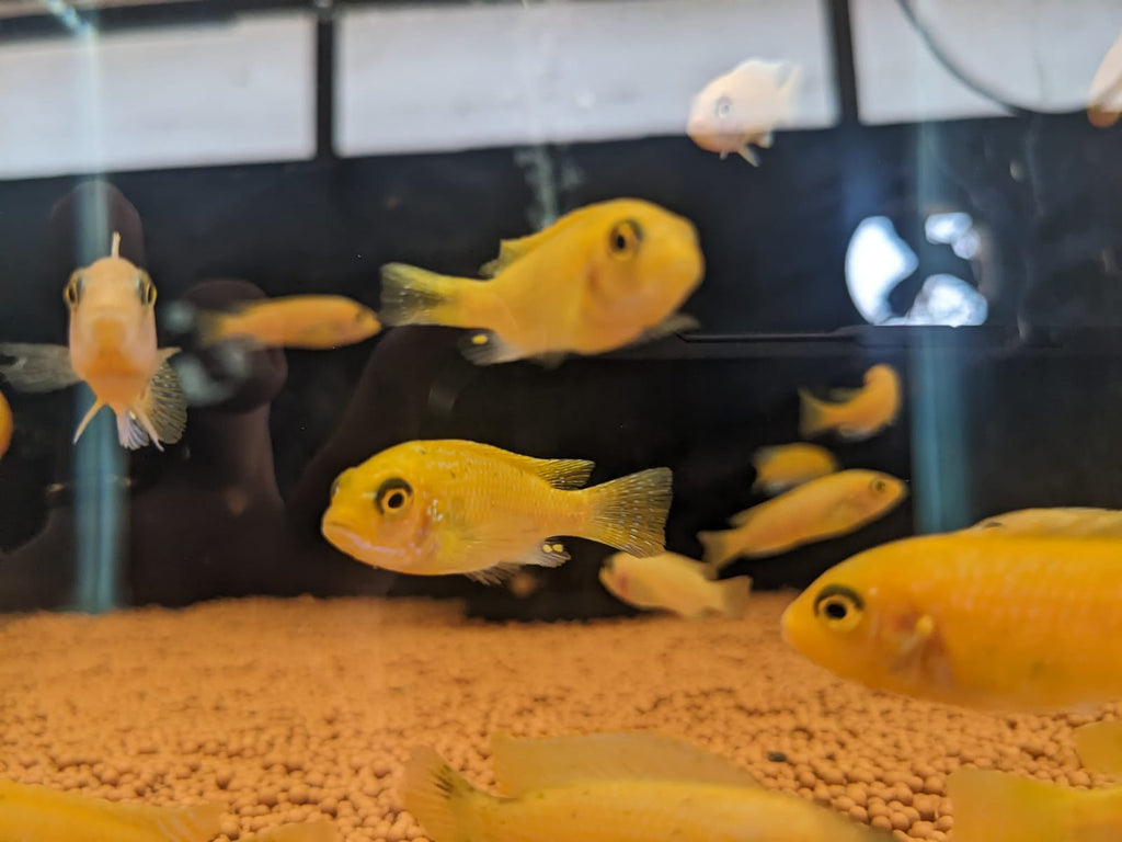 Orange morphs