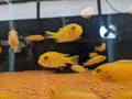 Orange morphs