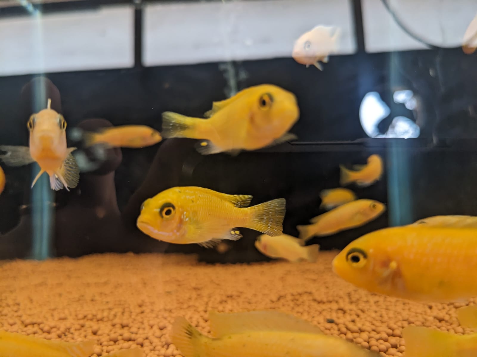 Orange morphs