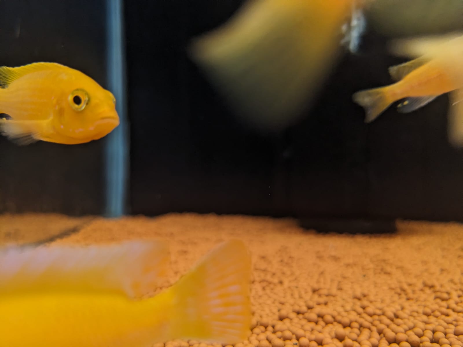 Orange morphs