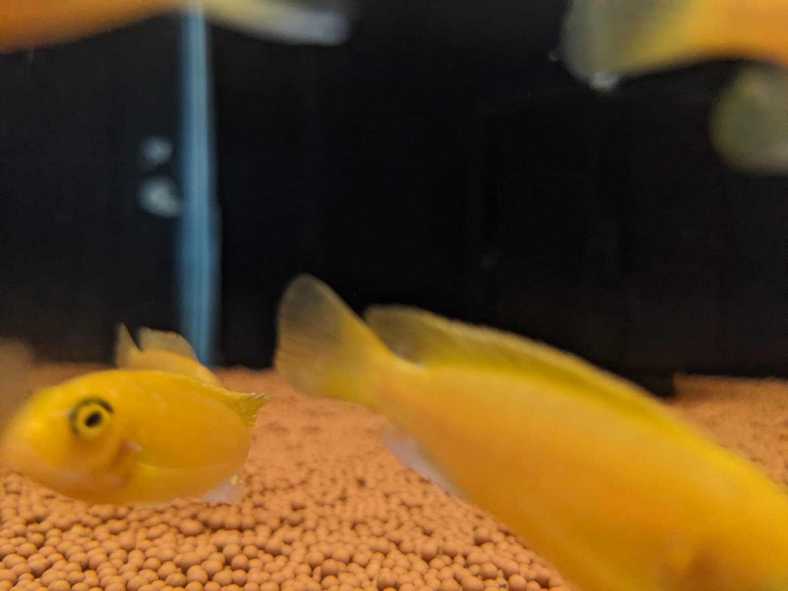 Orange morphs