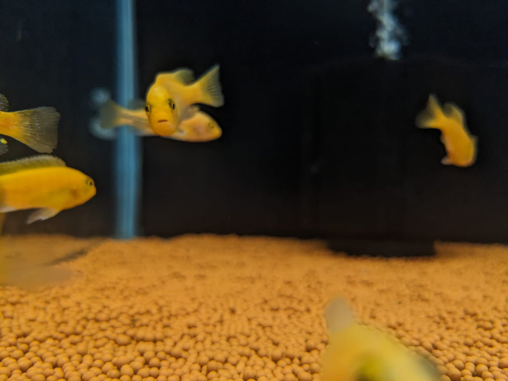 Orange morphs