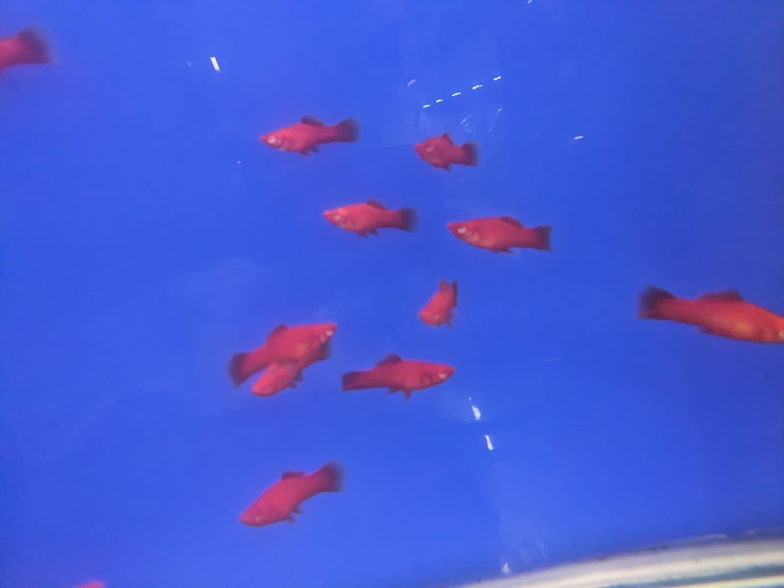Red tangerine