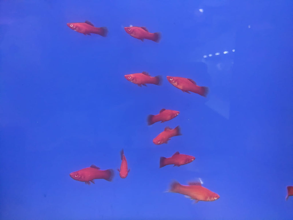 Red tangerine