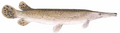 alligator gar