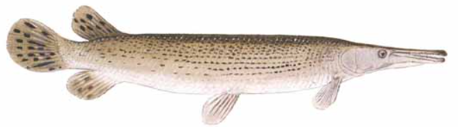 alligator gar