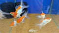 Red cap gold fish