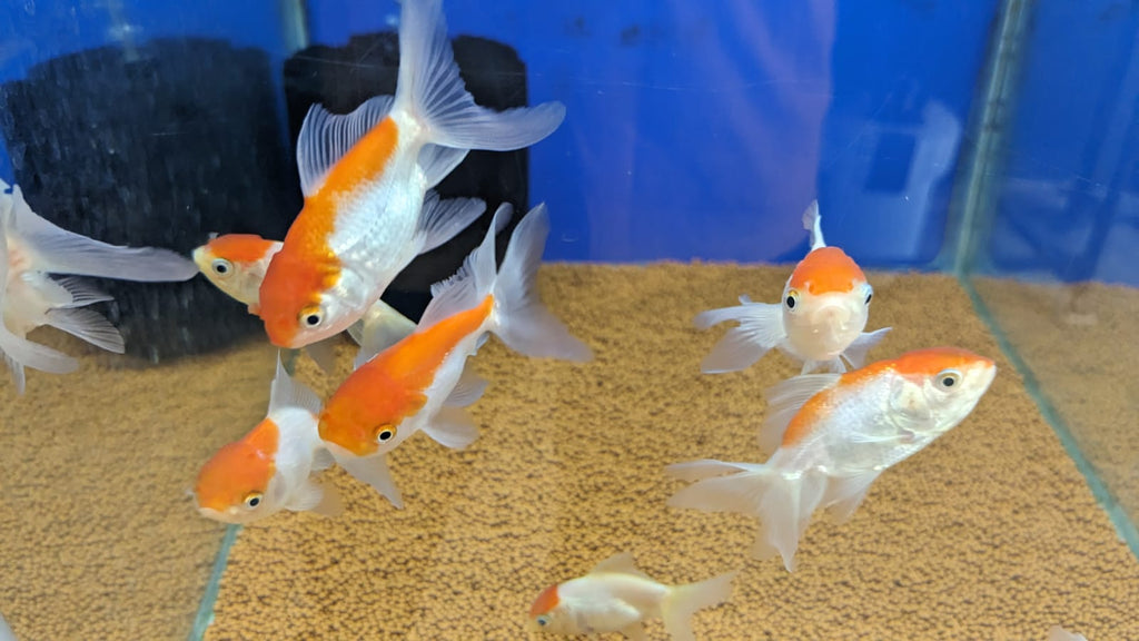 Red cap gold fish