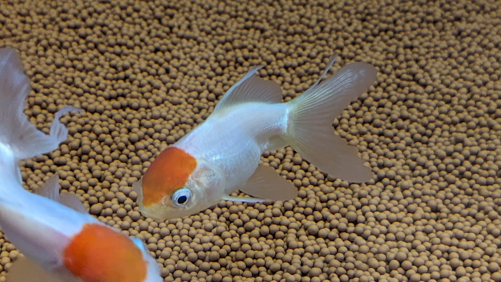 Red cap gold fish