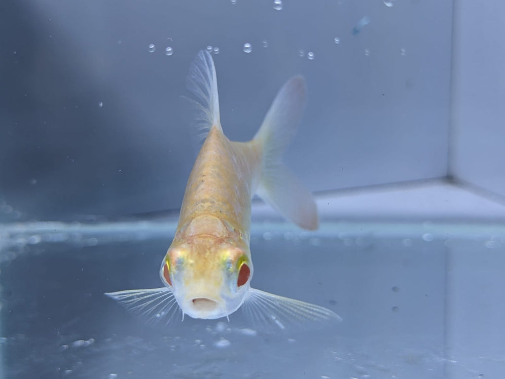 albino tinfoil barbs