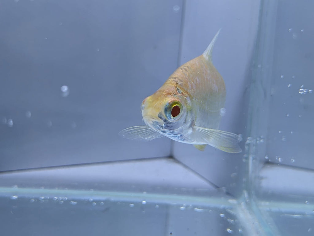 albino tinfoil barbs