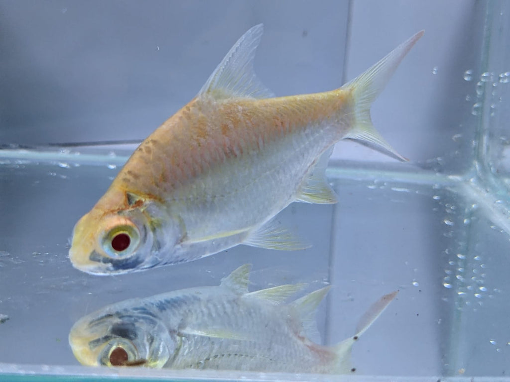 albino tinfoil barbs