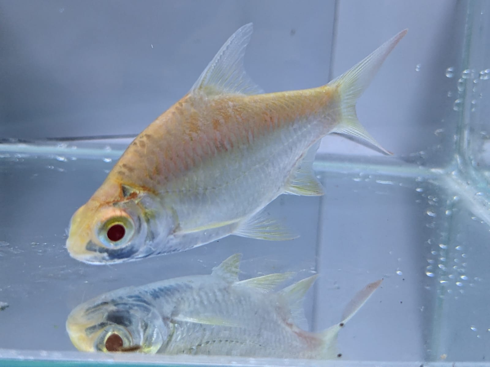 albino tinfoil barbs