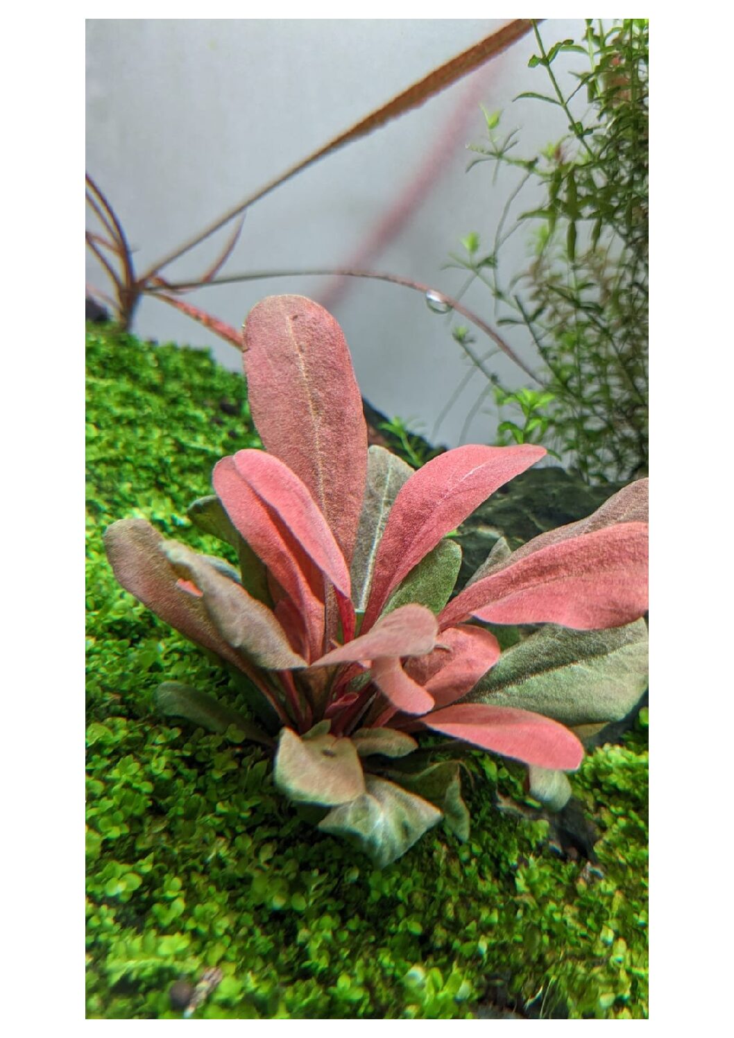 Samolus-parviflorus-1