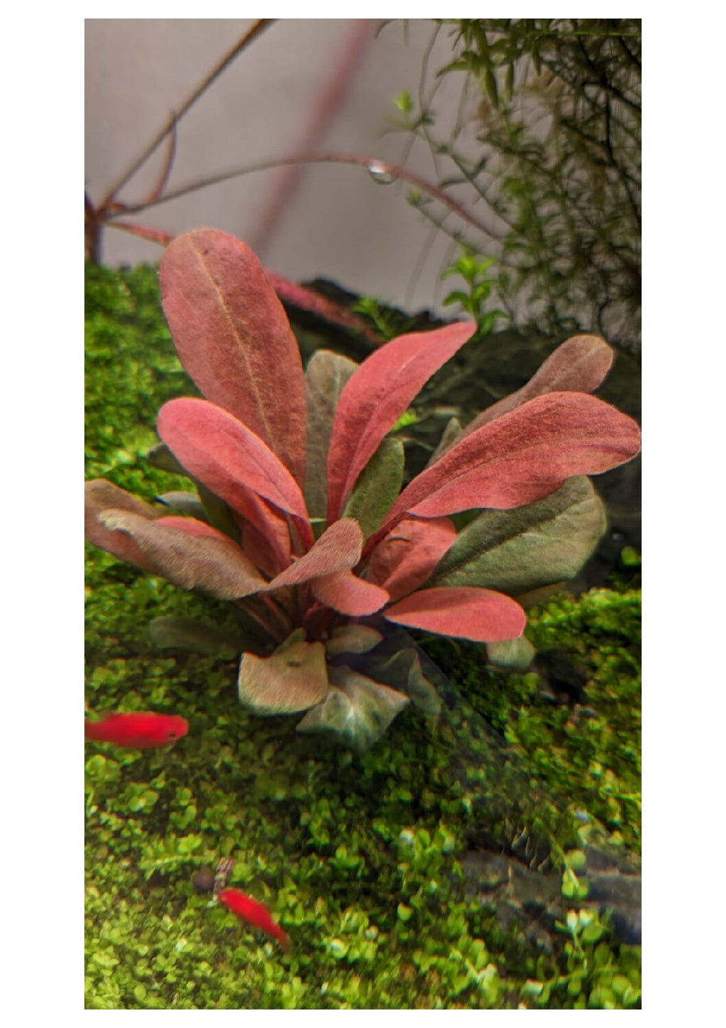 Samolus-parviflorus-3