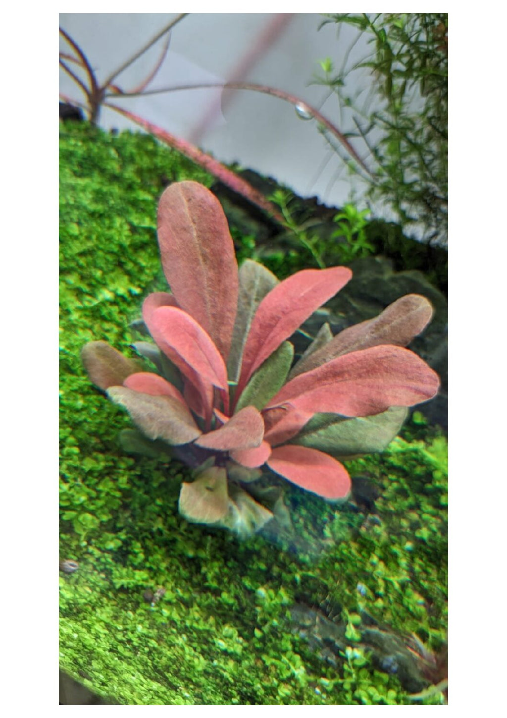 Samolus-parviflorus-4