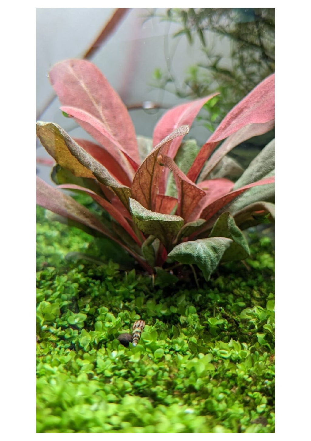 Samolus-parviflorus-5