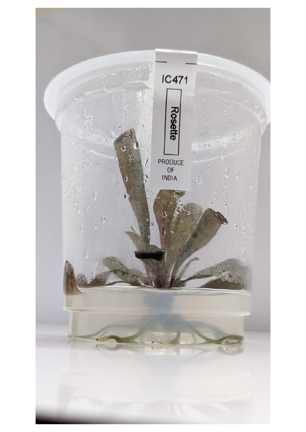 Samolus-parviflorus-6 (1)