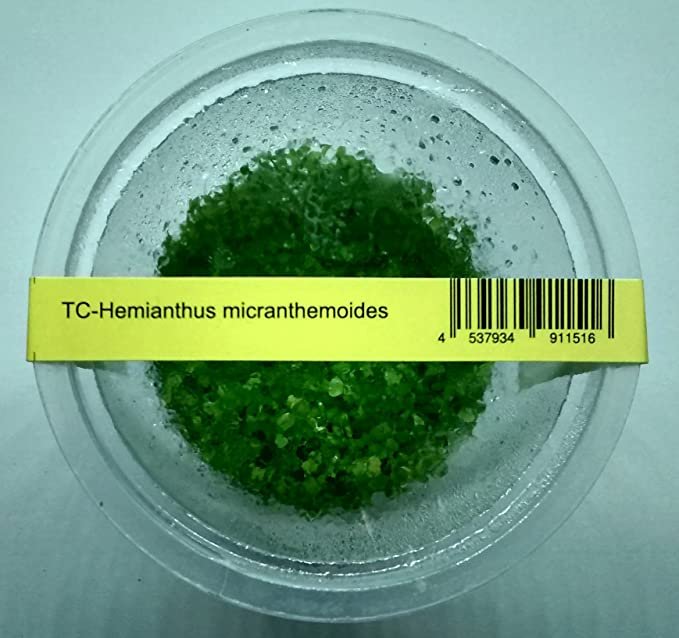 Hemianthus-Micranthemoides