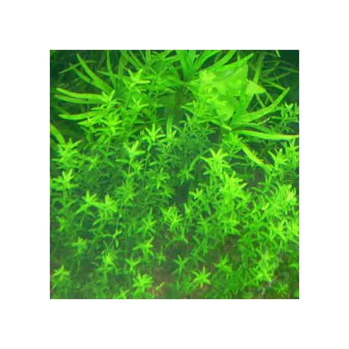 Hemianthus-micranthemoides1