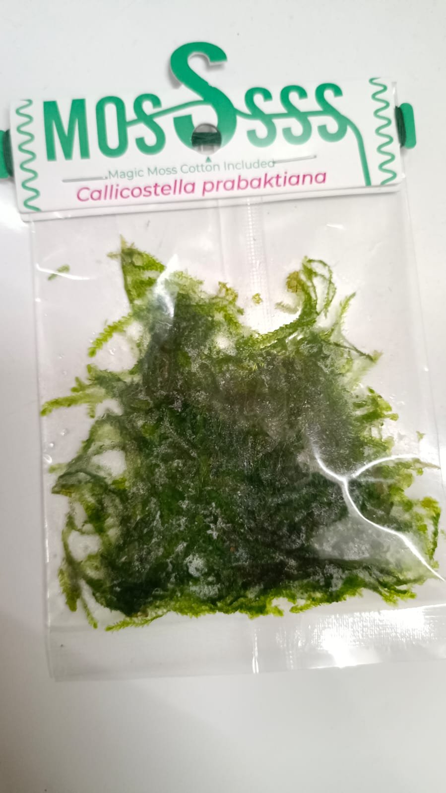 Callicostella Prabaktiana Moss