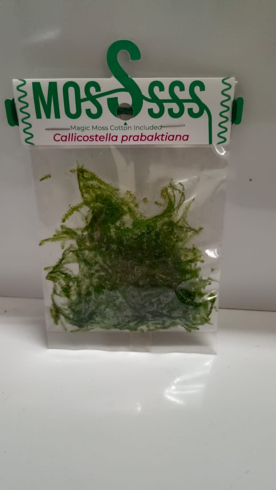 Callicostella Prabaktiana Moss