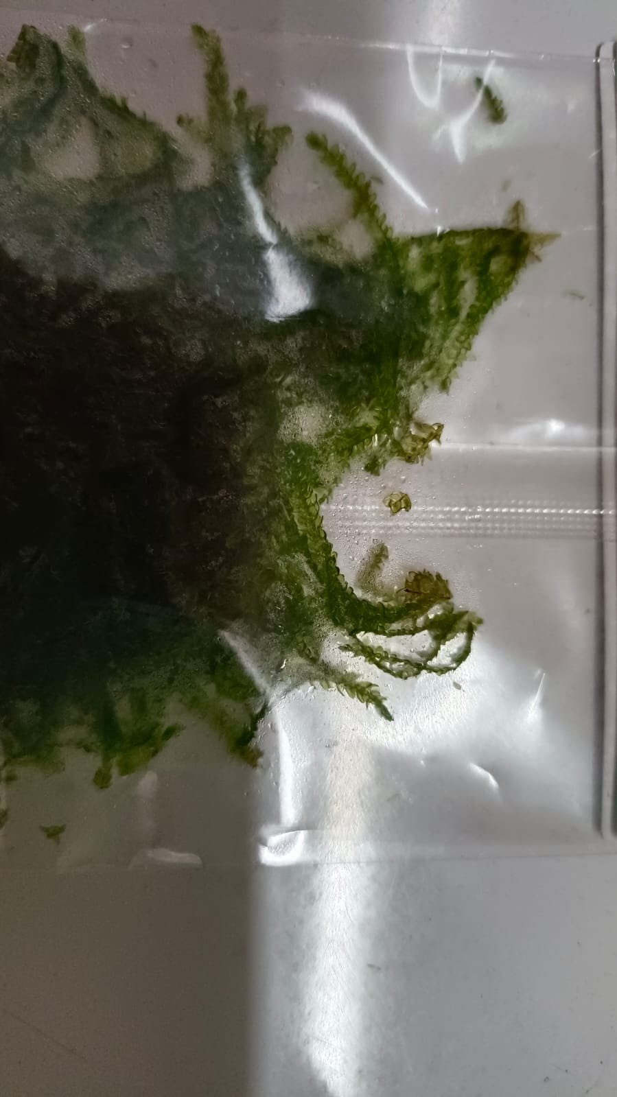 Callicostella Prabaktiana Moss