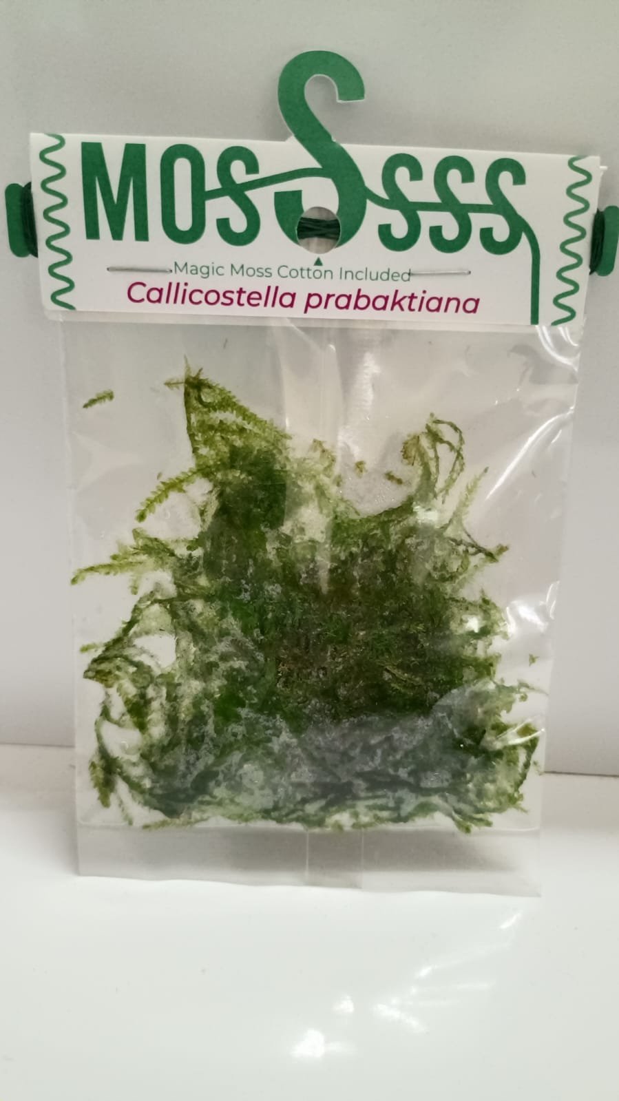 Callicostella Prabaktiana Moss