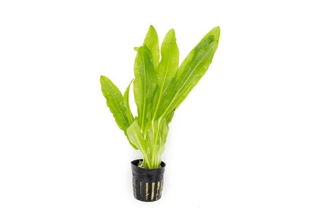 echinodorus_major2-1